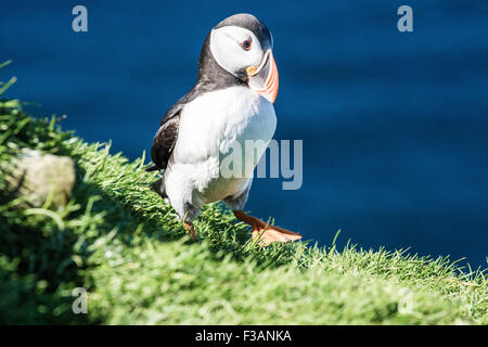 Atlantic pulcinelle di mare sulle scogliere Foto Stock