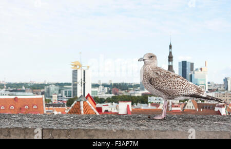 Seagull volare davanti al panorama della città vecchia di Tallinn, Estonia Foto Stock