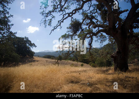 Almaden Quicksilver County Park, San Jose, California Foto Stock