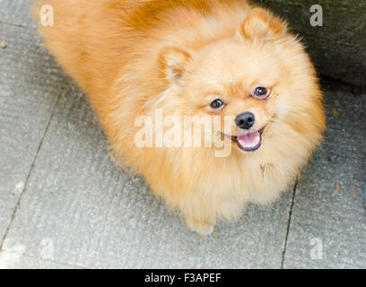 Un grazioso piccolo cucciolo pomerania sta guardando a voi Foto Stock