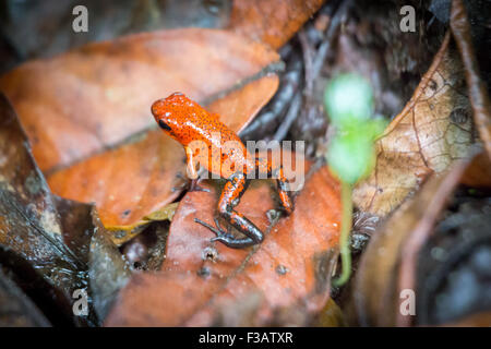 Costa Rica, Arancione veleno Jeans blu Rana Foto Stock