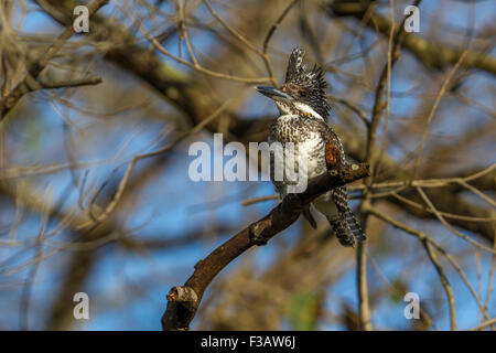 Crested kingfisher su un ramo a Jim Corbett National Park, India. Foto Stock