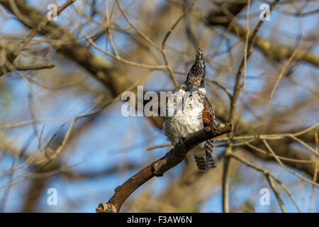 Crested kingfisher su un ramo a Jim Corbett National Park, India. Foto Stock