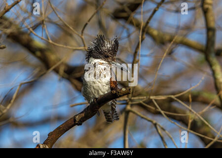 Crested kingfisher su un ramo a Jim Corbett National Park, India. Foto Stock