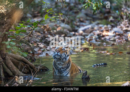 Sub adulto tigre del Bengala in ascolto della chiamata di allarme di una scimmia a Jim Corbett National Park, India. ( Panthera Tigris ) Foto Stock