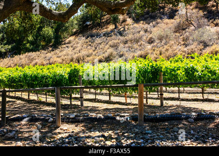 Vitigni Andrew Murray vigneto nella Foxen Canyon vino Trai regione in Santa Barbara County della California Foto Stock