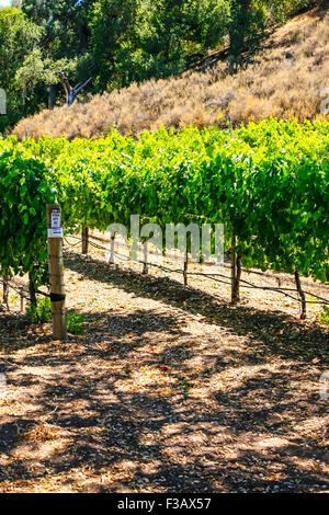 Vitigni Andrew Murray vigneto nella Foxen Canyon vino Trai regione in Santa Barbara County della California Foto Stock