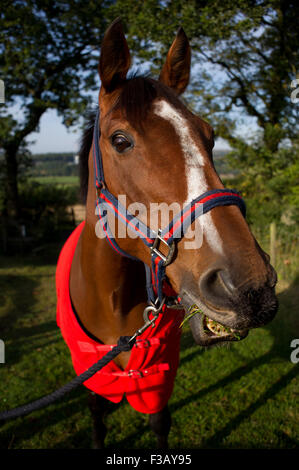 Cavallo mangiare erba Foto Stock