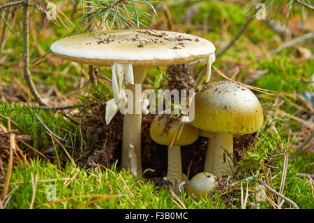 Famiglia di pericolose Amanita phalloides, comunemente noto come la morte cap Foto Stock