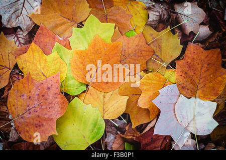 Foglie di autunno sfondo. Tulip poplar Foto Stock