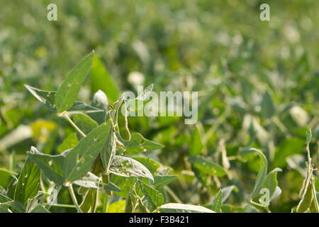 agricoltura di coltura di campo di soia Foto Stock