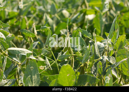 agricoltura di coltura di campo di soia Foto Stock