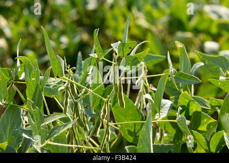 agricoltura di coltura di campo di soia Foto Stock