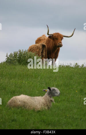 Highland mucca brian mcguire Foto Stock