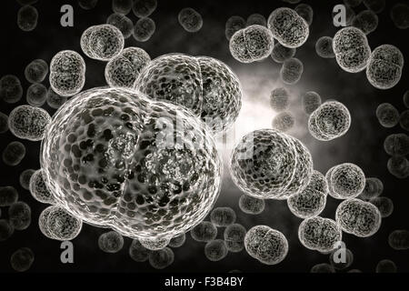 3D microscopio close up di meningite batteri, noto anche come meningococcus Foto Stock