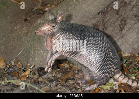 A nove fasce Armadillo (Dasypus novemcinctus), adulto, in piedi, Brazos Bend State Park, Needville, Texas, Stati Uniti d'America. Foto Stock