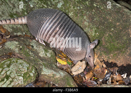 A nove fasce Armadillo (Dasypus novemcinctus), Adulto, rovistando di notte, Brazos Bend State Park, Needville, Texas, Stati Uniti d'America. Foto Stock