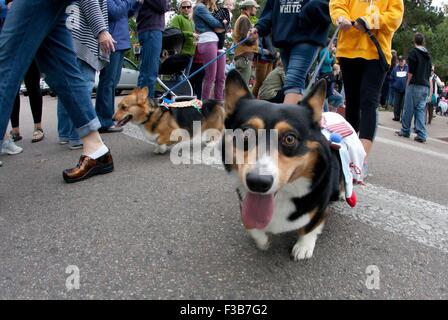 Fort Collins, Colorado, Stati Uniti d'America. 3° Ott, 2015. La 1a. TOUR annuale DE CORGI parade avviene nel parco della libreria in Fort Collins, CO sabato mattina. L'evento ha portato oltre 100 Corgis per la parata e fu un enorme successo per il numero di Corgis che si è rivelata per l'evento. © Hector Acevedo/ZUMA filo/Alamy Live News Foto Stock