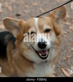 Fort Collins, Colorado, Stati Uniti d'America. 3° Ott, 2015. La 1a. TOUR annuale DE CORGI parade avviene nel parco della libreria in Fort Collins, CO sabato mattina. L'evento ha portato oltre 100 Corgis per la parata e fu un enorme successo per il numero di Corgis che si è rivelata per l'evento. © Hector Acevedo/ZUMA filo/Alamy Live News Foto Stock