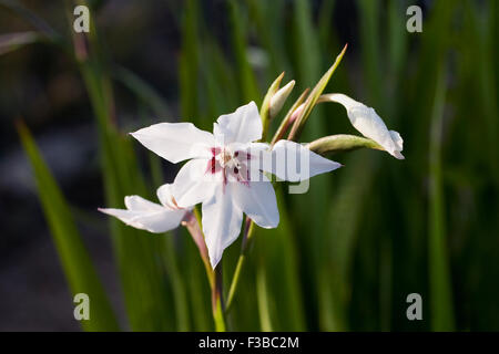 Gladiolus murielae in un confine erbacee. Foto Stock