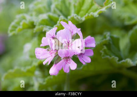 Pelargonium 'Attar delle Rose'. Foglie profumate Pelargonium. Foto Stock