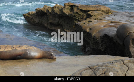 Un leone marino della California (Zalophus californianus) viene a riva e prende un pisolino. Girato a La Jolla Cove, San Diego, California. Foto Stock