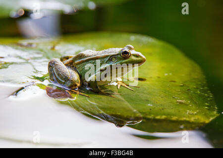 Rana di palude (Pelophylax ridibundus) e Lotus Foto Stock