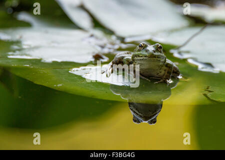 Rana di palude (Pelophylax ridibundus) e Lotus Foto Stock