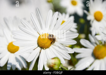 Ape è lavorare su grandi fiori di chamomiles decorativi Foto Stock