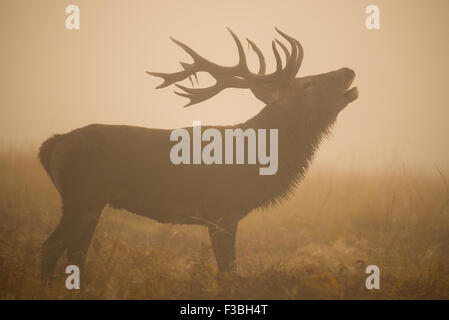 Grande cervo rosso cervo muggito nella fitta nebbia