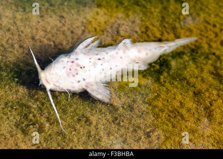 I pesci morti in acqua inquinata di un lago. Foto Stock