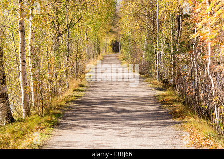 Vicolo di alberi a Umeå, Svezia Foto Stock