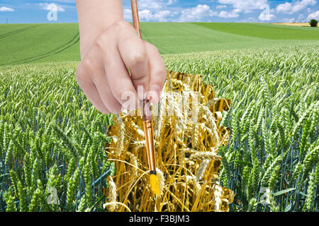 Concetto di raccolta - mano con pennello disegna mature spighe di grano in campo verde Foto Stock