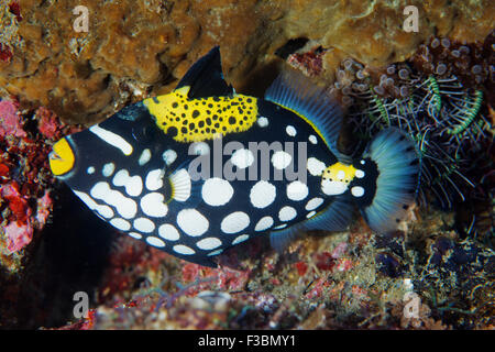 I capretti pagliaccio pesci balestra, Balistoides conspicillum Alor, Indonesia Foto Stock