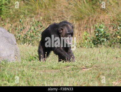Scimpanzé comune (Pan troglodytes) passeggiate in un ambiente naturale Foto Stock