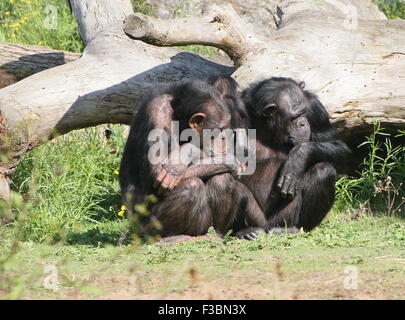 Coppia di femmine scimpanzè comune (Pan troglodytes), un giovane tra di loro Foto Stock