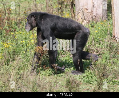 Maschio maturo Scimpanzé comune (Pan troglodytes) passeggiate in un ambiente naturale Foto Stock