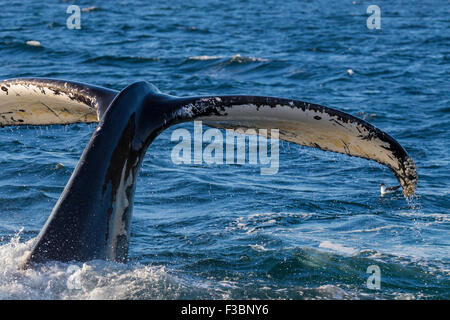 Humpback Whale (Megaptera novaeangliae) racconto -Cape Cod, Massachusetts Foto Stock