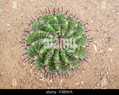 Cactus impianto visto dal di sopra Foto Stock