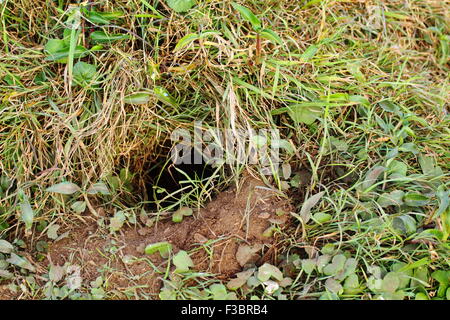 Burrows del cuneo-tailed Shearwater rookery a Muttonbird isola riserva naturale, Coffs Harbour, NSW, Australia. Foto Stock