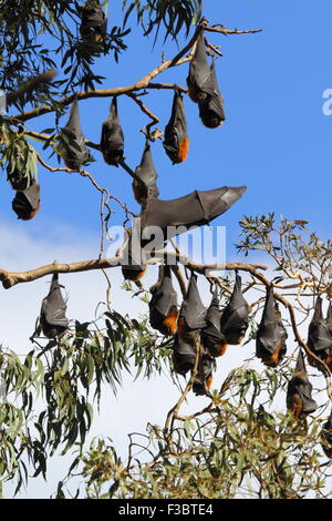 Il grigio-headed flying fox (Pteropus poliocephalus) è un nativo megabat in Australia ed è il più grande pipistrello in Australia. Foto Stock