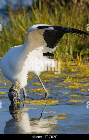 Cicogna in legno (Mycteria americana) alimentazione con ala esteso, in stagno vicino Venezia Audubon Rookery, Venezia, Florida, Stati Uniti d'America. Foto Stock