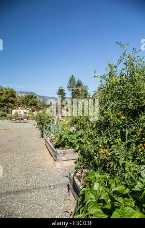 Pomodori ciliegia e bush i fagioli in crescita in letti sollevata in E. Lorene giovane comunità giardino a Leavenworth, Washington, Stati Uniti d'America Foto Stock