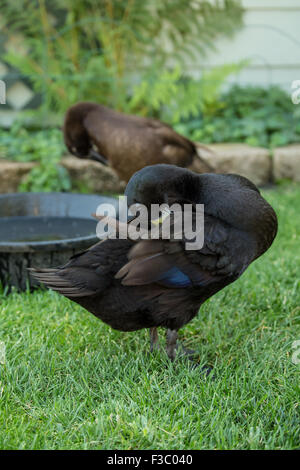 Il nero e il cioccolato Indian Runner anatre preening. Indian Runner anatre sono un insolito Razza di Anatra domestica. Foto Stock