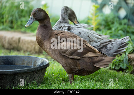 Cioccolato e blu Runner indiano anatre (Anas platyrhynchos domesticus) preening. Essi sono un insolito Razza di Anatra domestica. Foto Stock