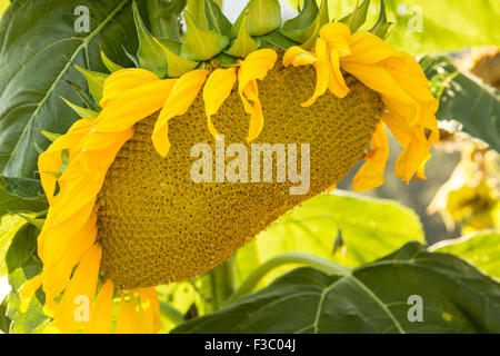 Grande crescita di semi di girasole in Leavenworth, Washington, Stati Uniti d'America Foto Stock