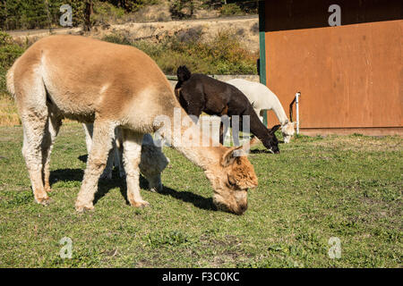 Tre alpaca alimentare al pascolo a matita viola Ranch a Leavenworth, Washington, Stati Uniti d'America Foto Stock