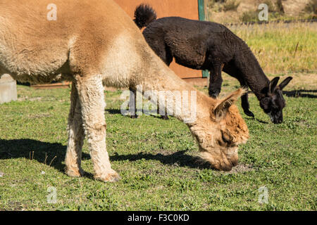 Due alpaca alimentare al pascolo a matita viola Ranch a Leavenworth, Washington, Stati Uniti d'America Foto Stock