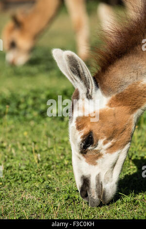 Due alpaca alimentare al pascolo a matita viola Ranch a Leavenworth, Washington, Stati Uniti d'America Foto Stock