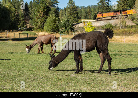 Due alpaca alimentare al pascolo a matita viola Ranch a Leavenworth, Washington, Stati Uniti d'America Foto Stock